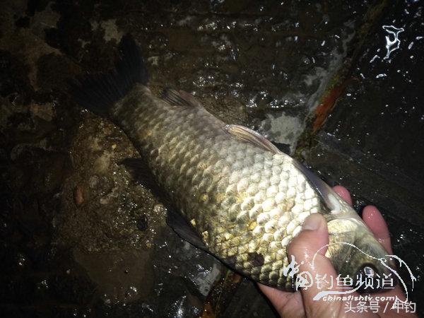 野钓日记第17期,野钓日记19天