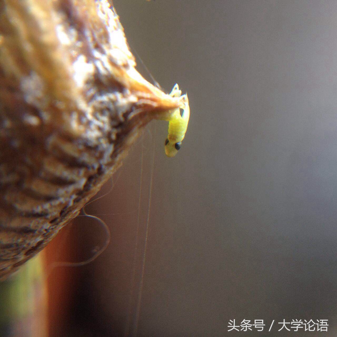 螳螂的儿童睡前故事,关于螳螂幼儿的故事简短