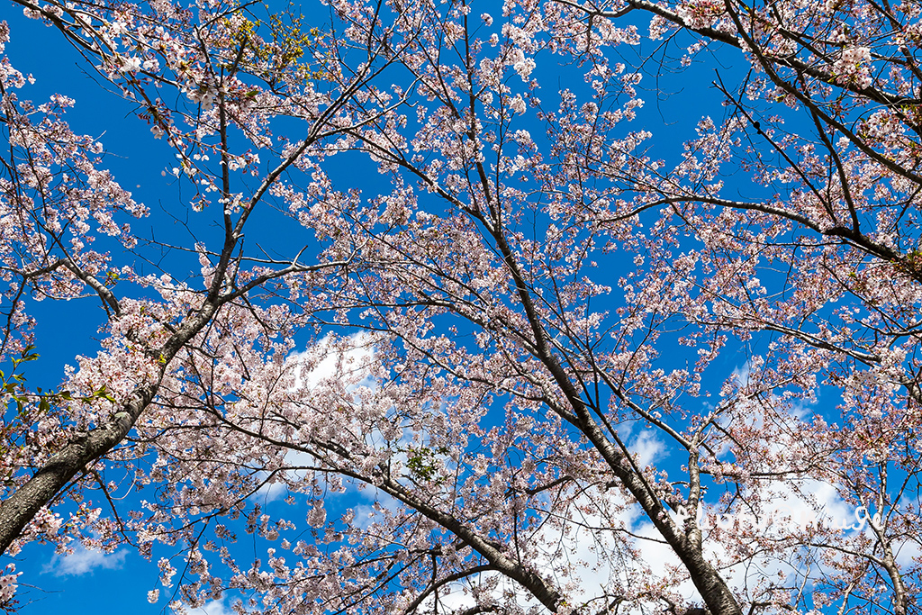 澳门航空空姐游东京 富士山下遇见最美的樱花