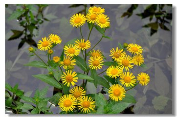 地里常见杂草竟然是草药,农村常见的中草药种植回收