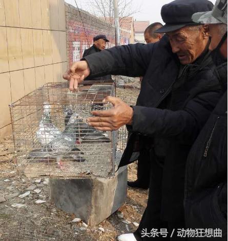 养鸽子能赚钱吗农村,养鸽子赔钱视频