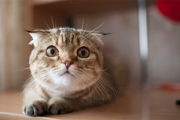 新手养猫注意事项大全,新手养猫注意事项软件