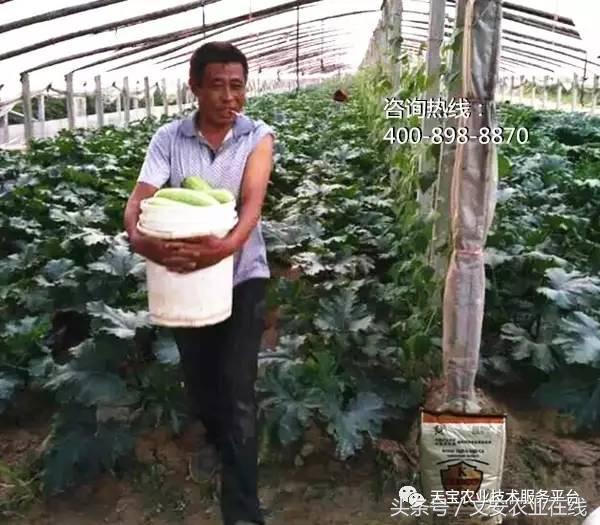 农作物病毒病防治药剂,病毒病防治讲解