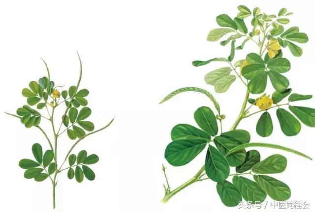 鏄庣湼鍠勭潗缇庣灣,鏄庣湼鍠勭潗娓呬附鑴变織