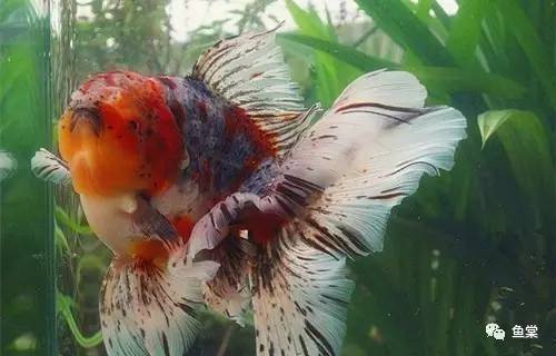 什么品种金鱼适合玻璃缸养,金鱼最好养的是什么品种