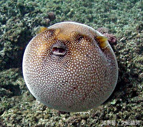 人类的牙都会换吗,人类的牙齿会全部掉光吗