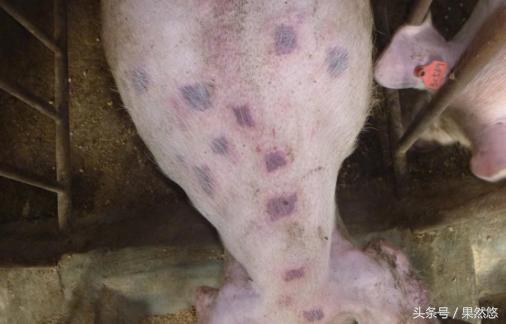 夏天猪最易发生的五种疾病,冬季猪死亡率高的疾病有哪些