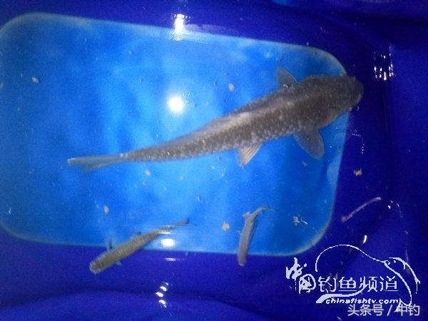 野钓日记第17期,野钓日记19天