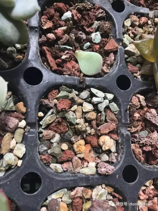 敲警钟安全行,室内喷杀虫剂对多肉有影响吗