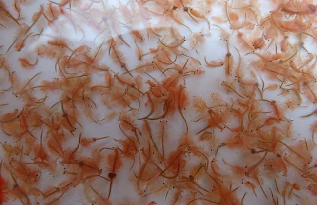 几种常见的饵料,常见的鱼虾蟹的饵料是什么