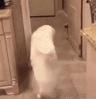 这年头不会脸刹的狗狗肯定不是一条好狗