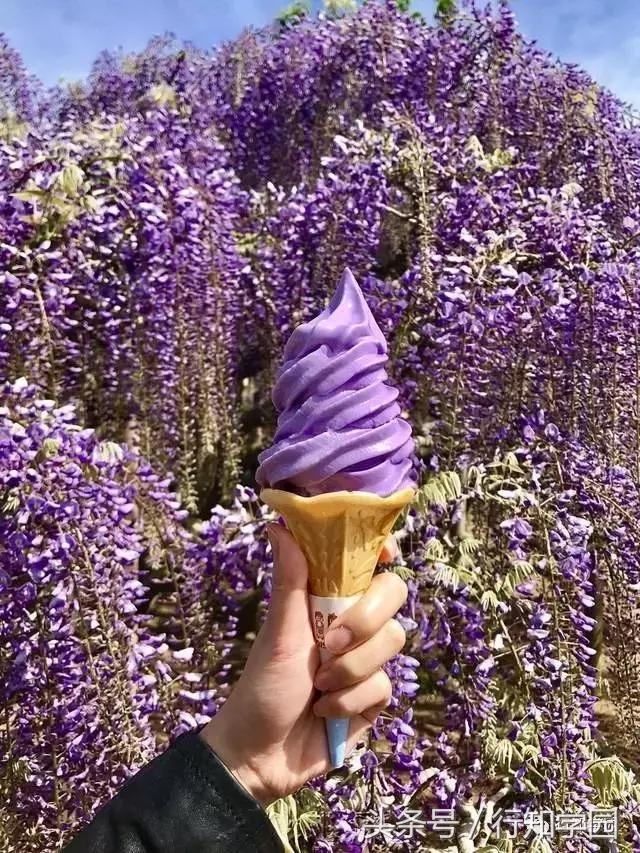 送走了樱花,去日本最梦幻公园吃紫藤花冰激凌吧