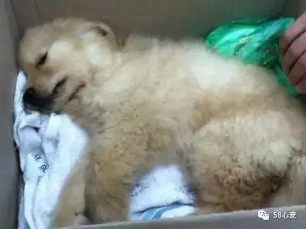 狗狗死掉了要不要再养,狗狗死了还要不要再养