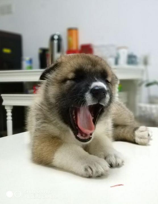 萨摩耶串田园犬长大后是什么样子,萨摩耶串中华田园犬