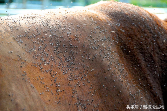 猪舍内蚊蝇自制小秘方,猪场捕苍蝇神器大全