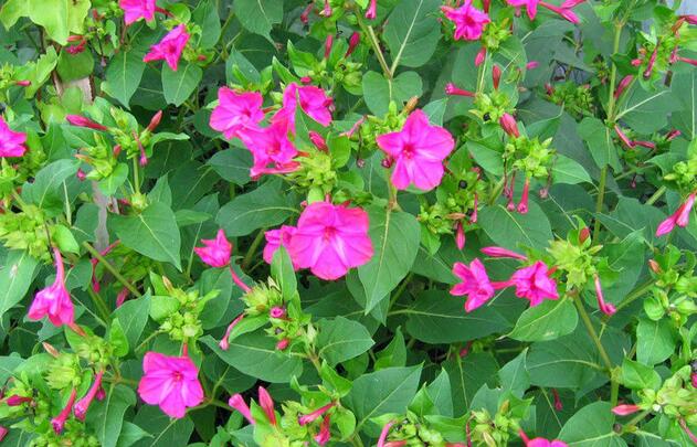 有哪些花卉可以驱蚊无毒,4种好看又好养的驱蚊花