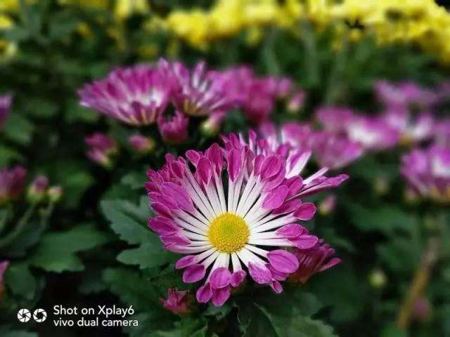 国产双摄像头手机排行,最新款大摄像头手机推荐