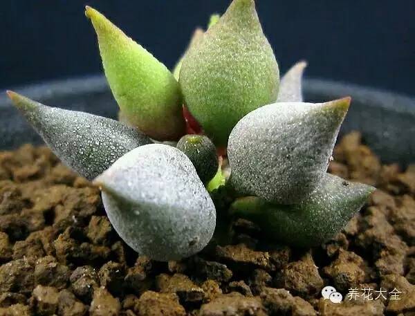 圆滚滚会出血斑的多肉 (十大超可爱的多肉)