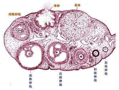 卵泡太成熟对怀孕有影响吗,卵泡大小影响受孕率吗