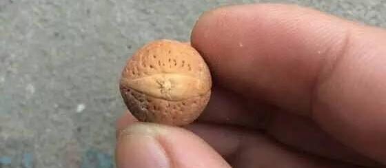 恶魔凤眼菩提产地,枣核冒充凤眼菩提