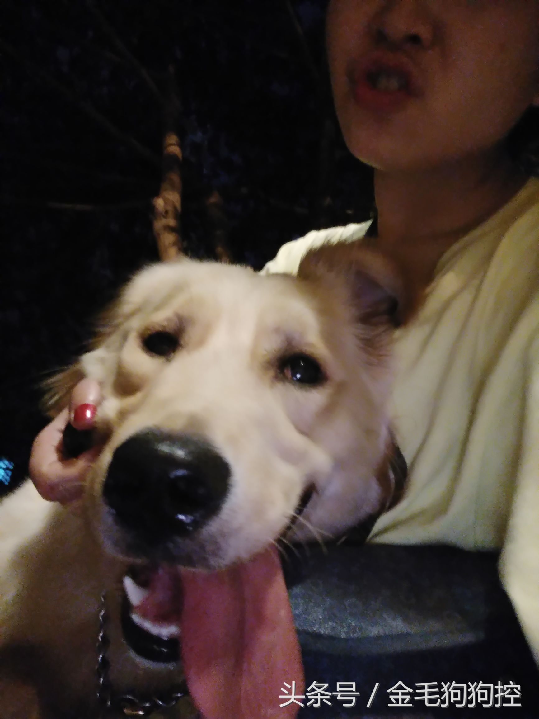 女主人和金毛妹妹组合四连拍 二逼女主人和宠物狗成长记