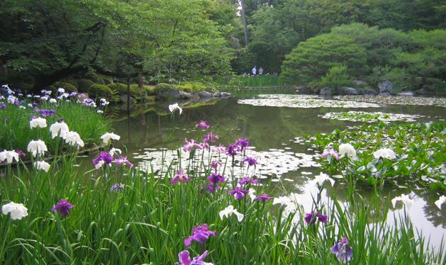 有哪些花卉可以驱蚊无毒,4种好看又好养的驱蚊花