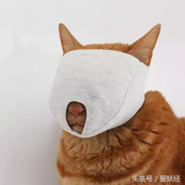 爱妖经｜给主子一个蒙眼神器，玩你想玩不敢玩的play