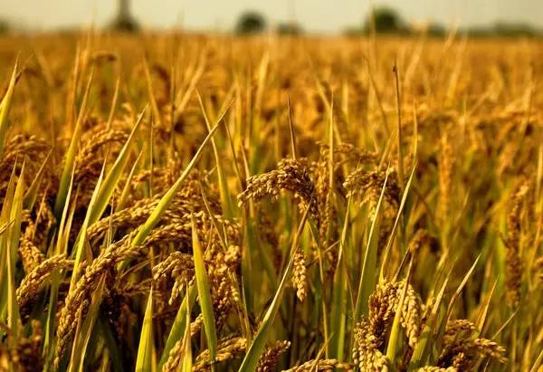 生态农业的好处,生态农业的优势