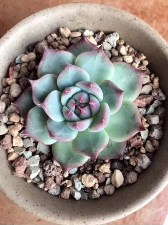 入坑仅1年，他的肉肉竟然全都大变样？！这真的是同一颗肉肉吗？