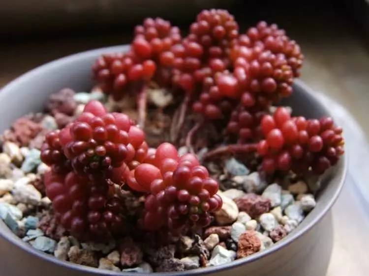 入坑仅1年，他的肉肉竟然全都大变样？！这真的是同一颗肉肉吗？