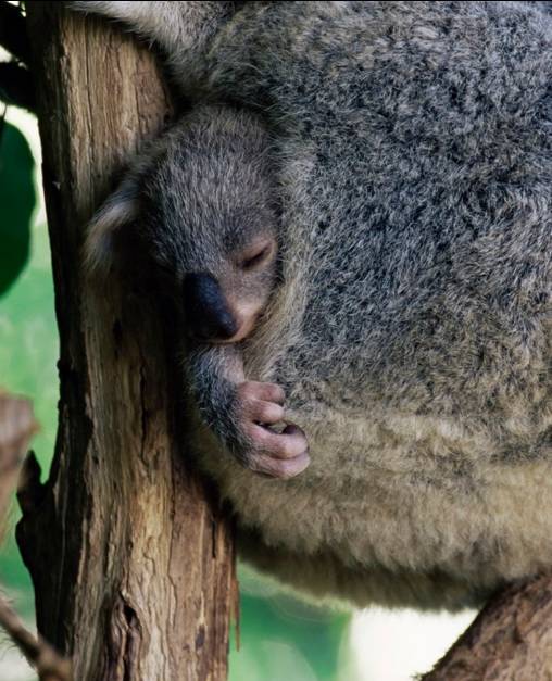 树袋熊爱睡觉,树袋熊助睡眠