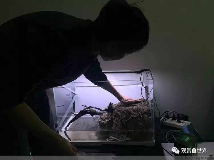 原生水陆缸开缸过程,超美摄影师