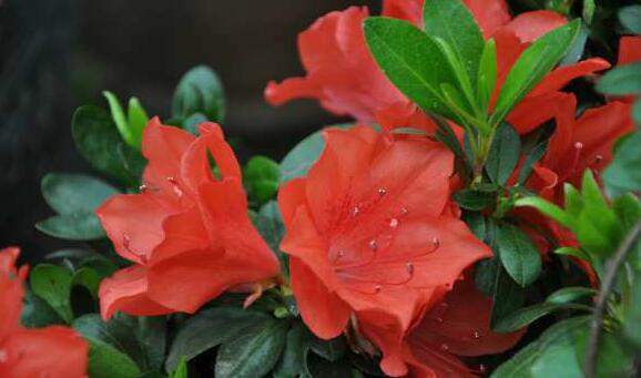 有哪些花卉可以驱蚊无毒,4种好看又好养的驱蚊花