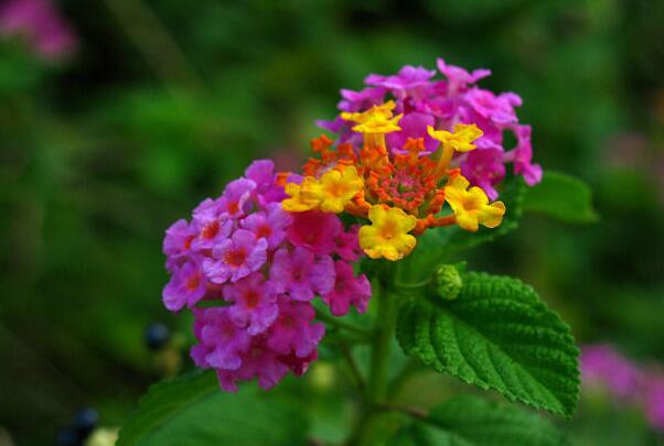有哪些花卉可以驱蚊无毒,4种好看又好养的驱蚊花