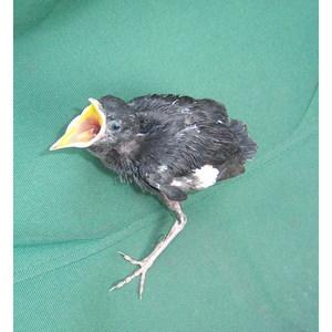 宠物知识在线解答,宠物八哥知识大全