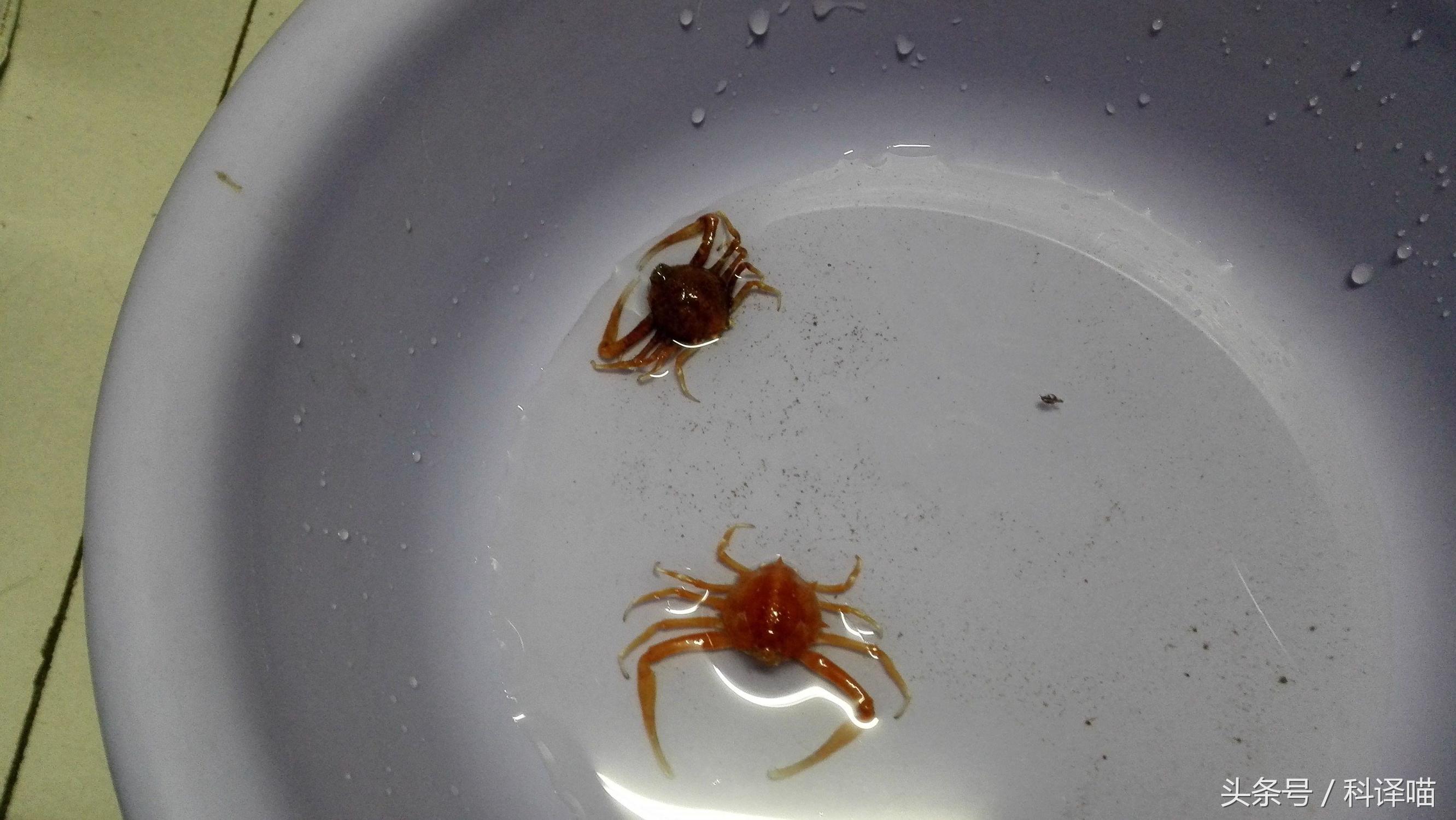 胆小的别进!青岛的海虫子,可以入药可以吃,鲍鱼也在内!