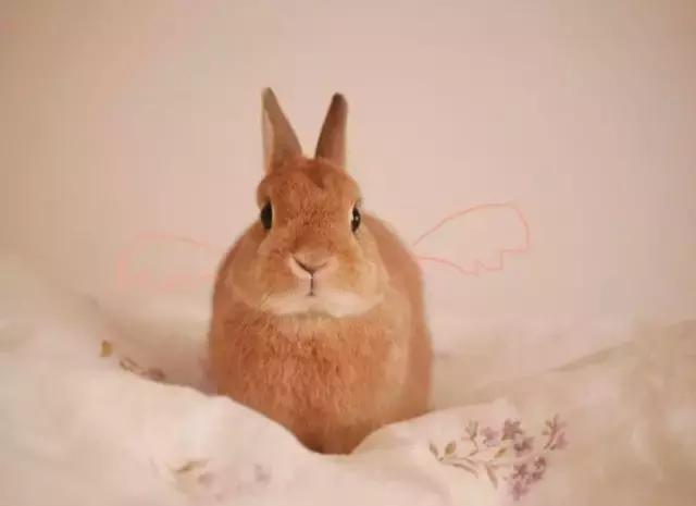 如果你养兔子了会怎样,养一只兔子会寂寞吗