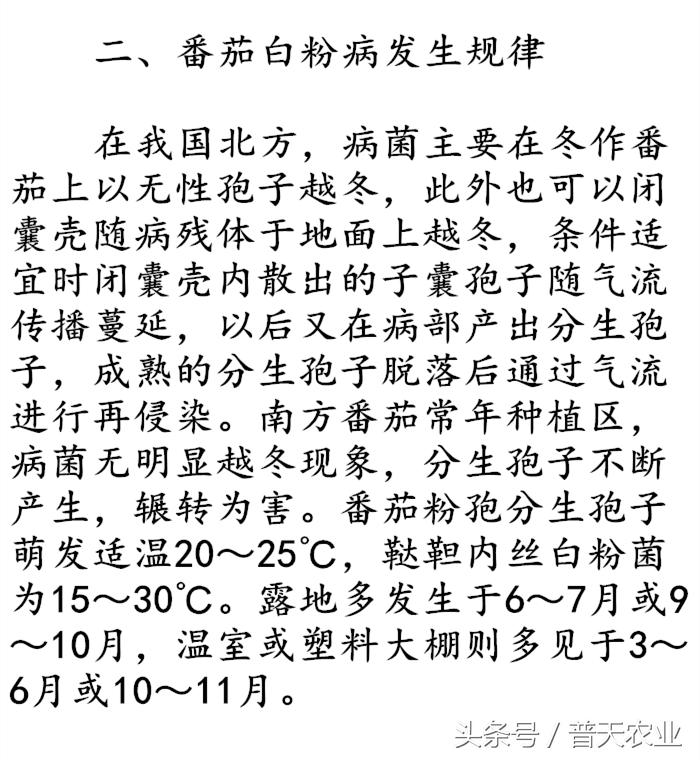 番茄表面有白霜怎么办,番茄染衣服怎么办