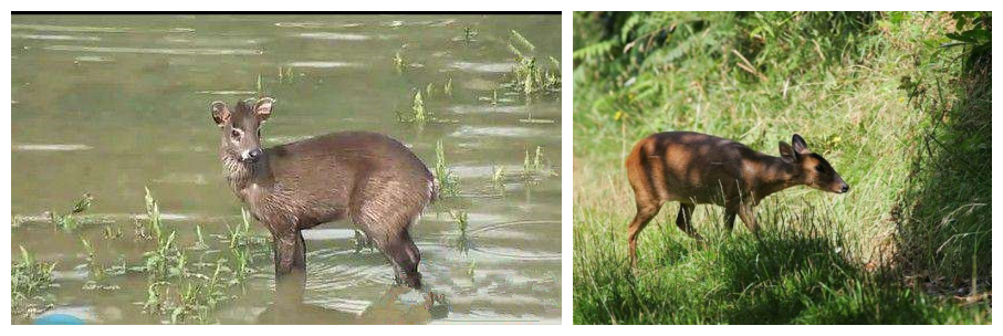珍禽异兽现状图片,珍禽异兽种类繁多