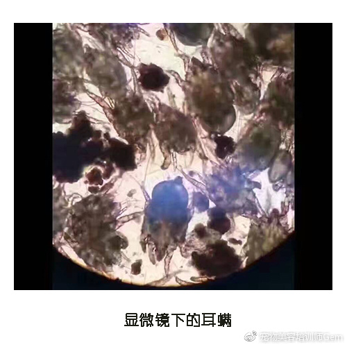 宠物美容小课堂第三堂之清理耳道