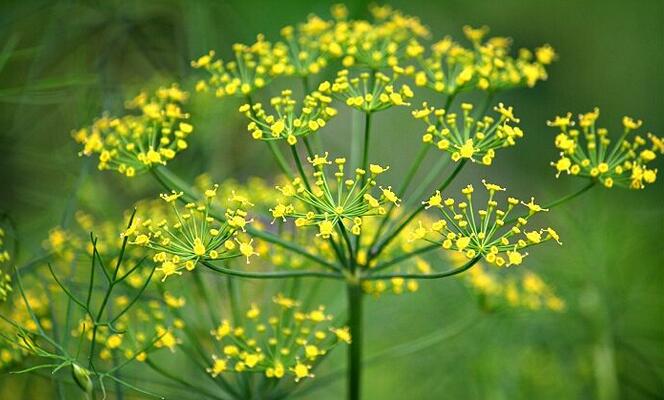 有哪些花卉可以驱蚊无毒,4种好看又好养的驱蚊花