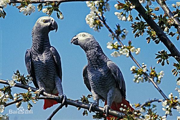 怎么样养好一个八哥鹦鹉,怎么教八哥鹦鹉说话技巧