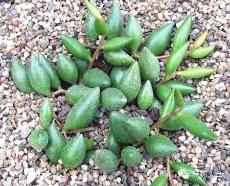 圆滚滚会出血斑的多肉 (十大超可爱的多肉)