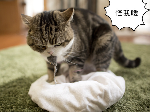 跟猫在一起最好的状态,和猫一起度过的日常生活