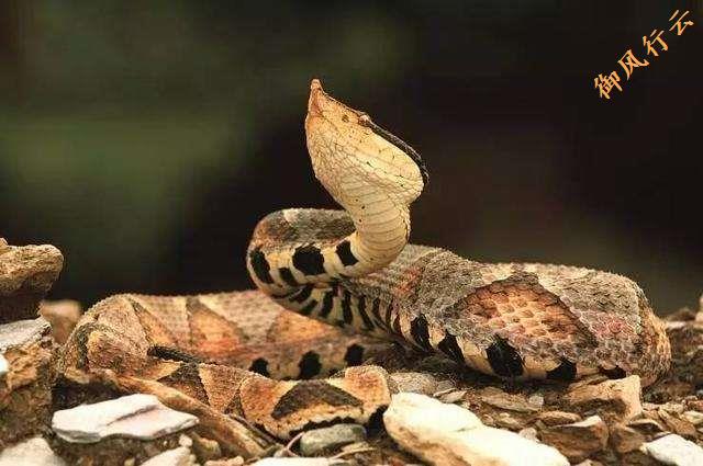 中国常见的十大毒蛇排行榜,中国最厉害的毒蛇是什么