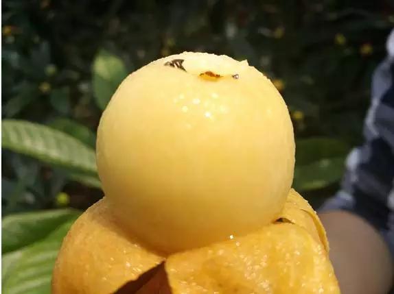 苏州东山白玉枇杷采摘园图片,苏州东山太湖名居白玉枇杷采摘园