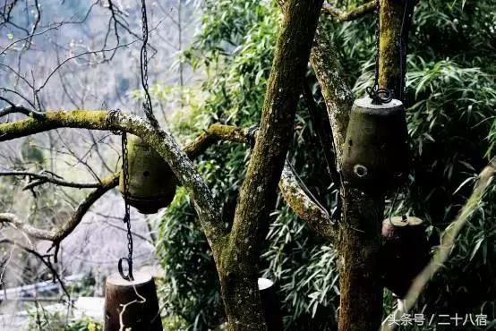 老树林,老树林春夏秋冬