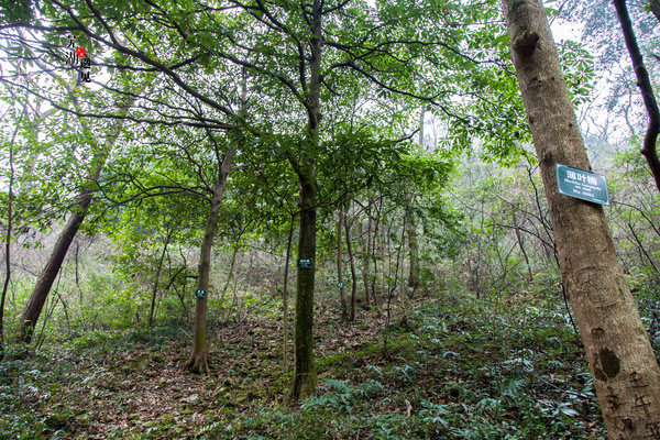 芜湖马仁奇峰风景区玻璃桥,马仁奇峰在哪里
