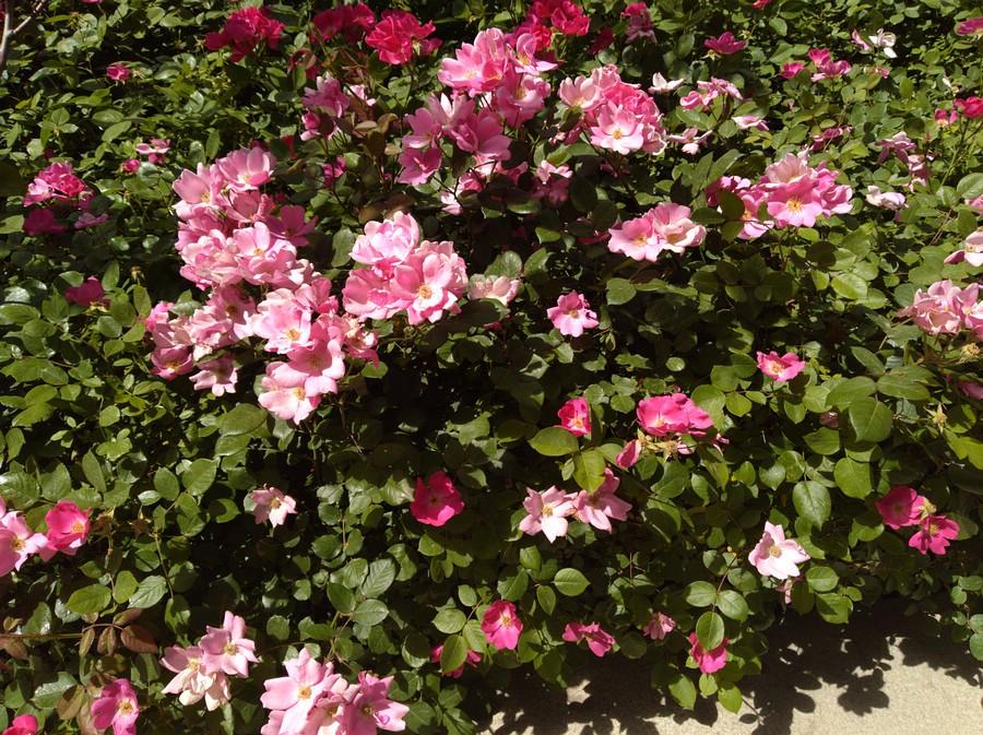 华为畅享7plus可以无线充吗,华为畅享7plus详解