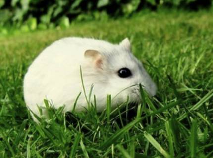 凡人志—贰—每天检查癌症患者病历的临床研究监察员（CRA）